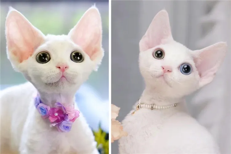 Handcrafted Silver Devon Rex Cat Necklace